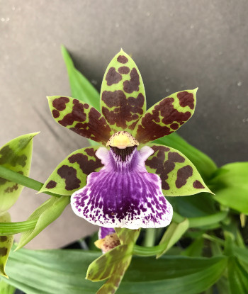 Zygopetalum Jumpin Jack: Orchids By Hausermann